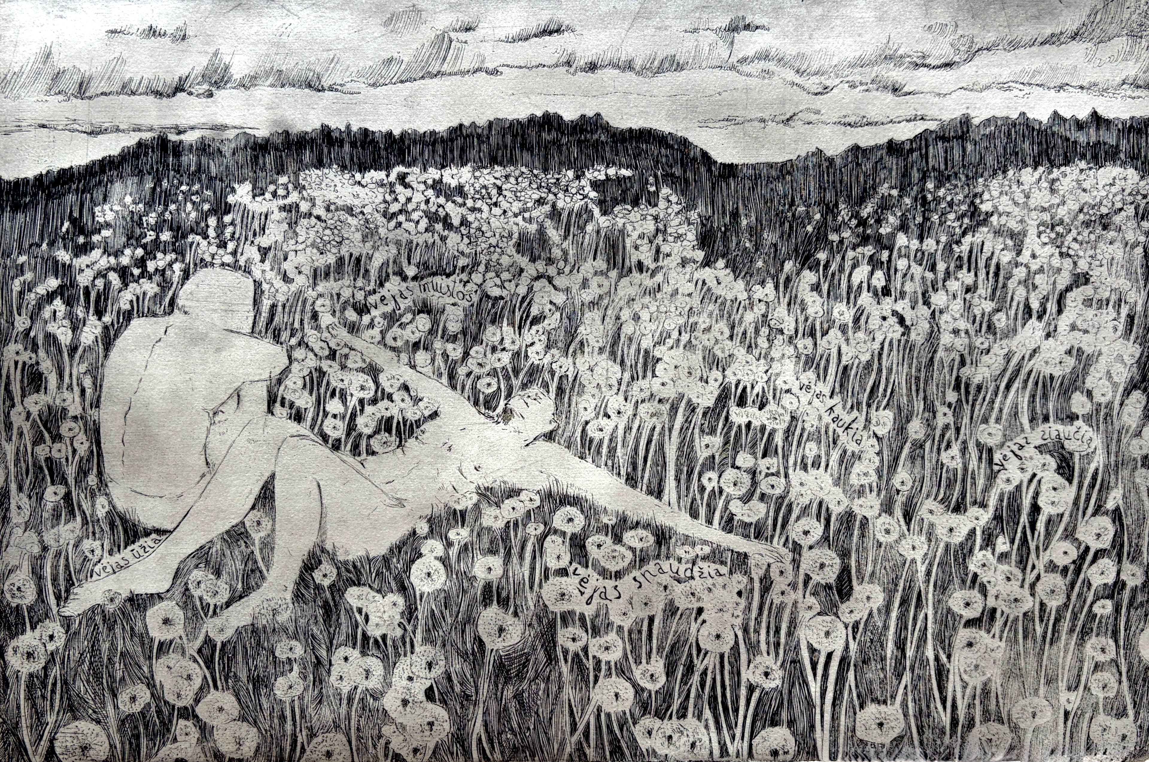 pienių lauke / in a field of dandelions — etching
